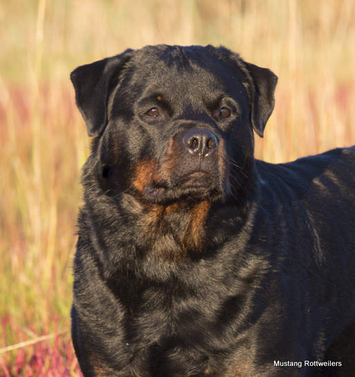 Rottweiler in salt marsh at dawn with autumn-reddened Glasswort; Guilford, Connecticut, USA (CC)