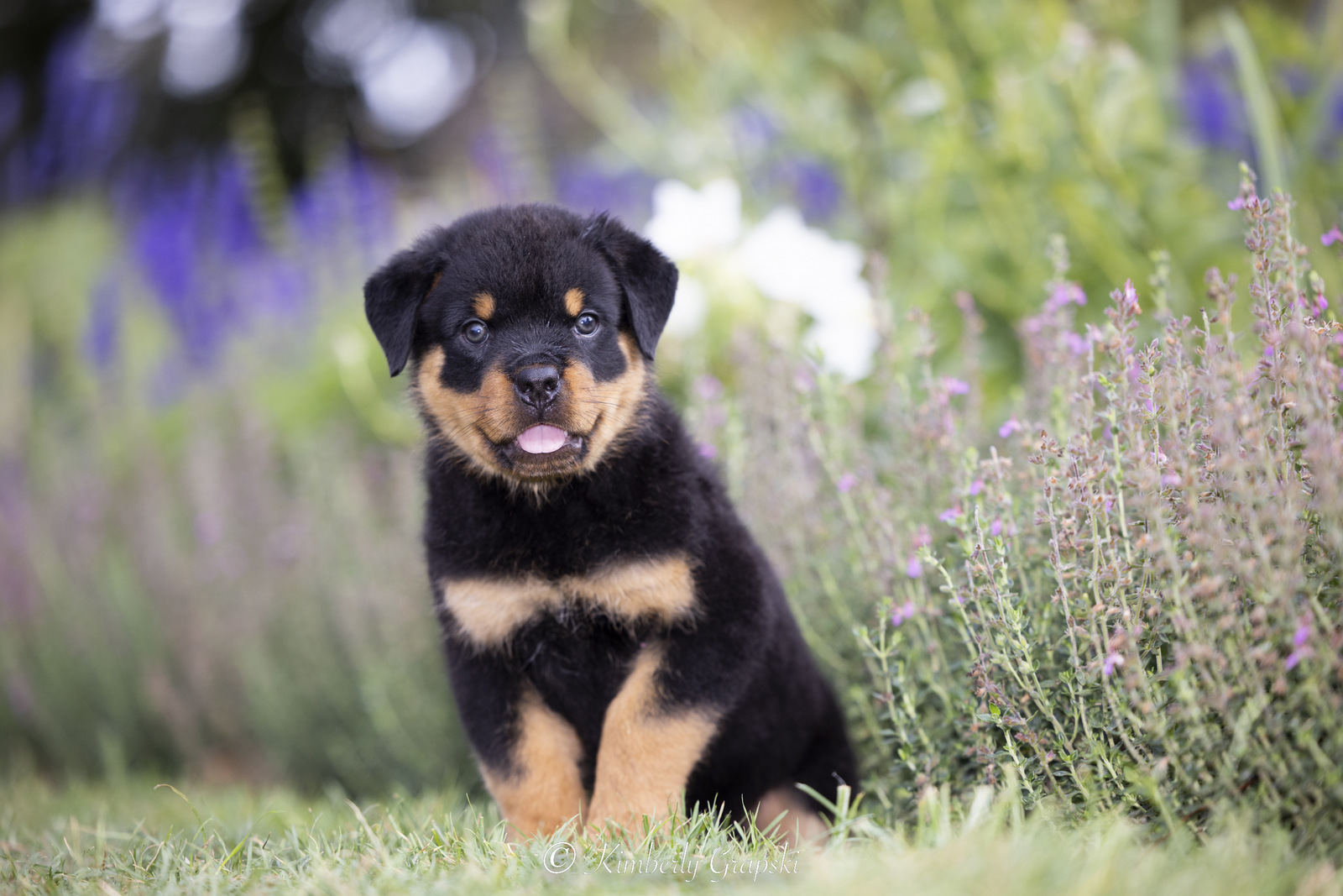 ROTTWEILER Pup(s) in late summer flower garden; Waterford, Connecticut, USA (CC)