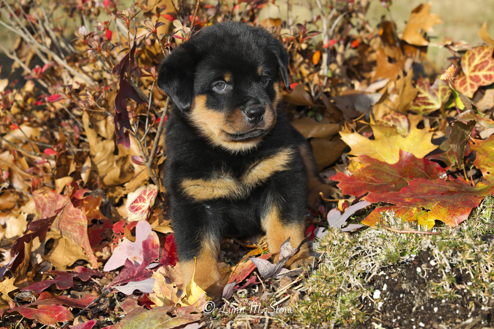 Rottweiler pup(s) iin late fall; Haddam, Connecticut, USA (CC)