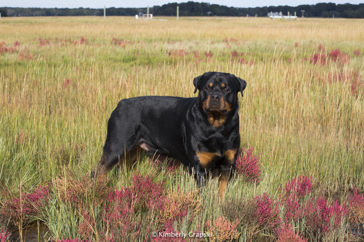 English Springer Spaniel in salt marsh with red glasswort, October;Guliford Connecticut, USA (LCD)