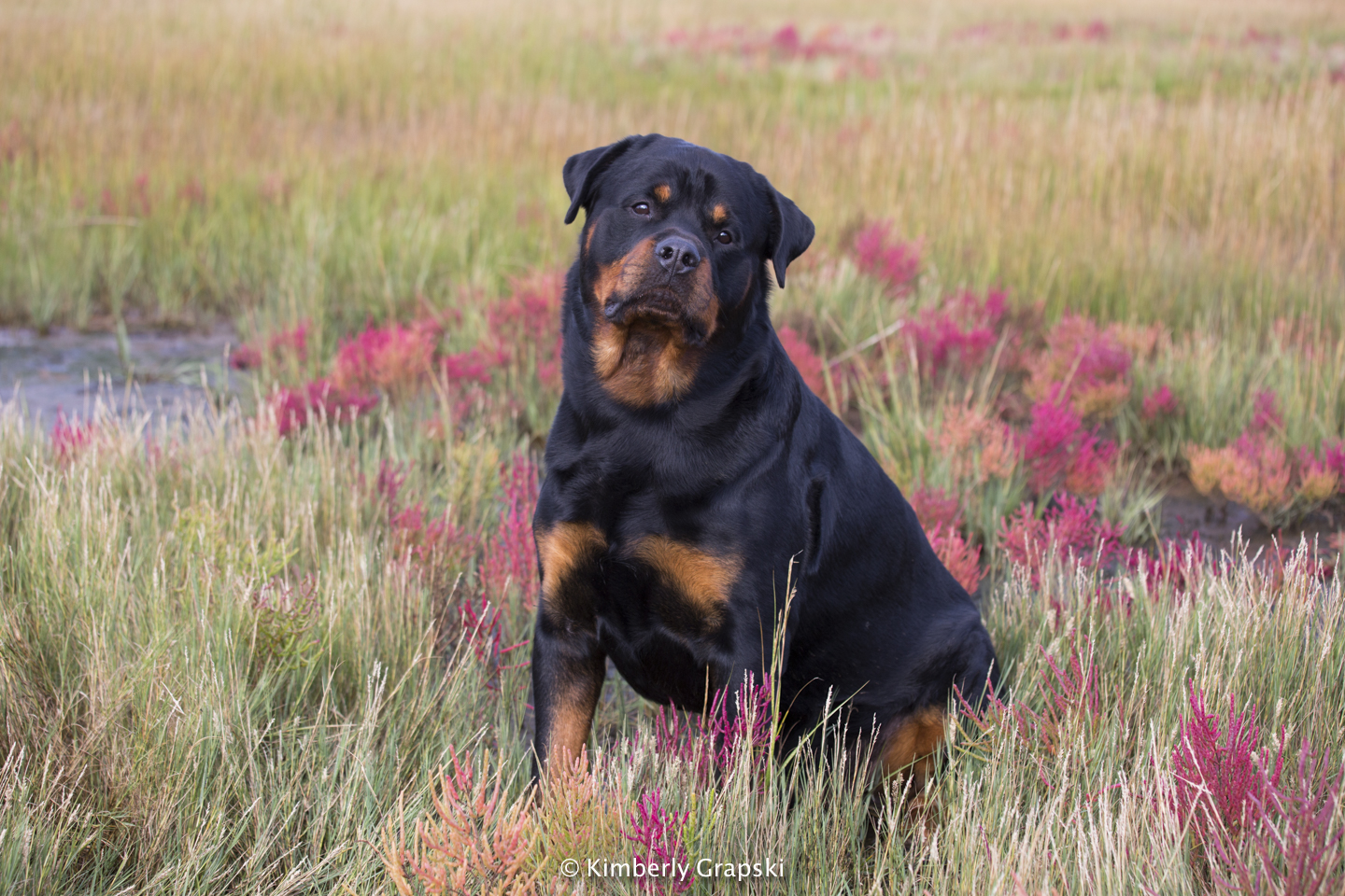 English Springer Spaniel in salt marsh with red glasswort, October;Guliford Connecticut, USA (LCD)